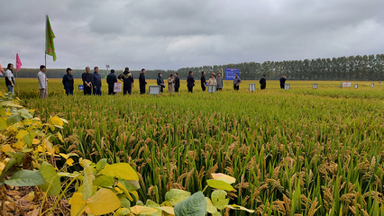 連云港 味“稻”里有多少科技含量？農業技術研究揭秘