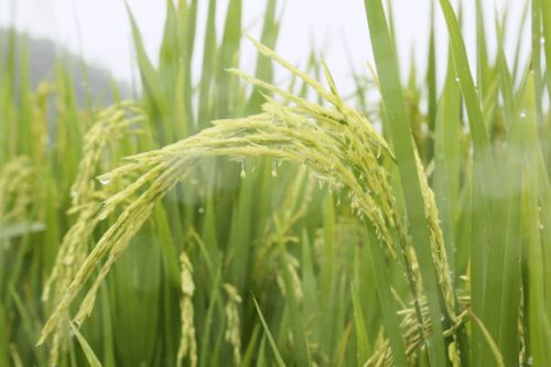 農(nóng)科人員冒雨指導(dǎo)水稻生產(chǎn)，科技力量護(hù)航惠州糧食安全