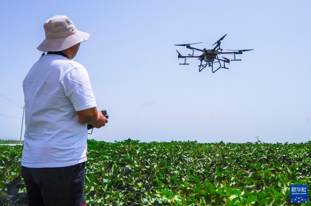 現(xiàn)代農(nóng)技助力新疆夏管夏收，智慧農(nóng)業(yè)迎來豐收季