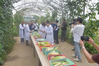 第十屆中國(武清)北方鮮食玉米大會圓滿落幕，科技創新引領鮮食玉米產業新篇章